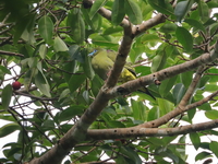 Yellow-vented Green Pigeon - male  - Bang Lang NP