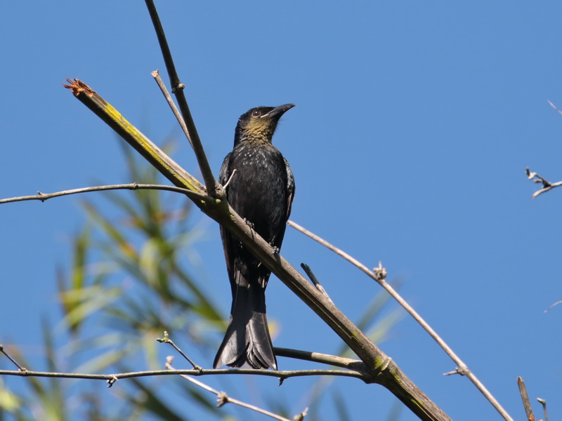 Hair-crested Drongo juvenile - Baan Maka Hair-crested Drongo juvenile - Baan Maka