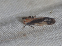 Catullioides rubrolineata - male  - Baan Maka