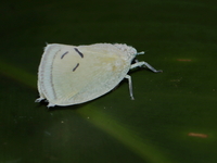 Cerynia albata  - Bang Lang NP