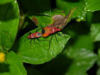 Dindymus rubiginosus  - Phuket