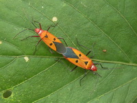 Dysdercus cingulatus  - Phuket