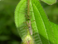 Homoeocerus angulatus  - Phuket