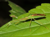 Homoeocerus angulatus  - Kaeng Krachan NP