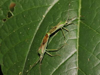Homoeocerus angulatus  - Baan Maka