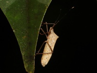 Homoeocerus limbatipennis  - Phuket