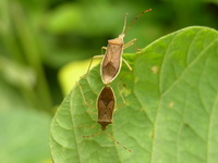 Homoeocerus marginellus  - Phuket