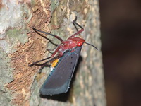 Kalidasa nigromaculata  - Ta Phraya NP
