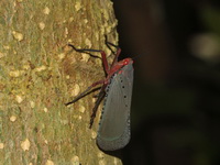 Kalidasa nigromaculata  - Kaeng Krachan NP