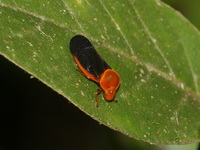 Leptataspis fuscipennis  - Khao Ramrom