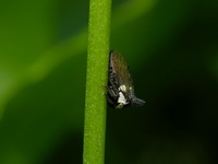 Leptocentrus taurus  - Phuket