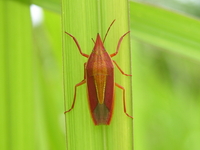 Megarrhamphus hastatus  - Phuket