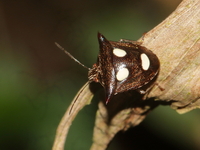 Paracritheus trimaculatus  - Kaeng Krachan NP