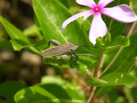 Physomerus grossipes  - Phuket