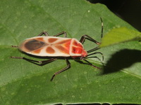 Physopelta albofasciata  - Kaeng Krachan NP
