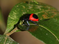 Poecilocoris nepalensis  - Khao Soi Dao WS