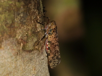 Polydictya thompsoni  - Taksin Maharat NP