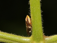 Ptyelinellus praefractus  - Kaeng Krachan NP