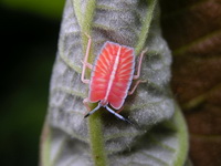 Pycanum rubens nymph