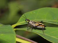 Rhynocoris marginellus  - Phuket