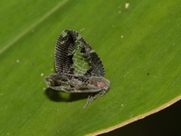 Ricanoptera fenestrata  - Bang Lang NP