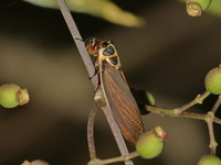 Scieroptera splendida  - Khao Ramrom