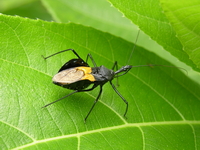 Sycanus croceovittatus  - Phuket
