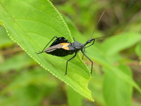 Sycanus croceovittatus  - Phuket