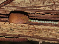 Tessaratoma papillosa  - Doi Chang Mup