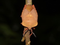 Tessaratoma papillosa  - Kaeng Krachan NP