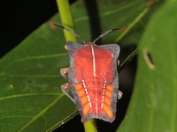 Tessaratoma papillosa  - Kaeng Krachan NP