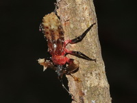 Unidentified Amulius sp  - Sri Phang Nga NP