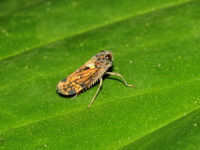Unidentified Cicadellidae family  - Khun Nan NP