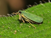 Unidentified Cicadellidae family  - Bala