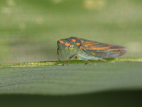 Unidentified Cicadellidae family  - Kaeng Krachan NP