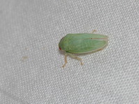 Unidentified Cicadellidae family  - Doi Chang