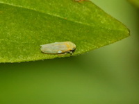 Unidentified Cicadellidae family  - Baan Maka