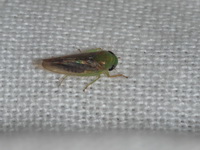 Unidentified Cicadellidae family  - Doi Saket