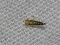 Unidentified Cicadellidae family  - Doi Saket