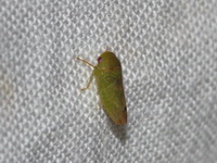 Unidentified Cicadellidae family  - Kui Buri NP