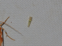 Unidentified Cicadellidae family  - Kaeng Krachan NP