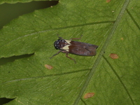 Unidentified Cicadellinae subfamily  - Khao Ramrom