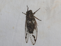 Unidentified Cicadidae family  - Kui Buri NP