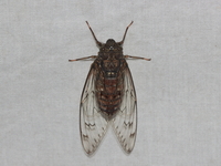 Unidentified Cicadidae family  - Kaeng Krachan NP
