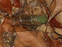 Unidentified Cicadidae family  - Kaeng Krachan NP
