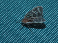 Unidentified Cixiidae family  - Bala