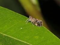 Unidentified Cixiidae family  - Baan Maka