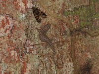 Unidentified Dichoptera sp  - Khao Luang Krung Ching NP