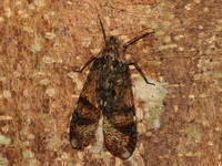 Unidentified Dichoptera sp  - Sai Yok NP