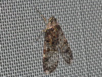 Unidentified Dichoptera sp  - Pang Sida NP